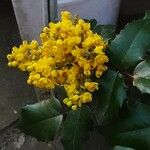 Berberis japonica 花