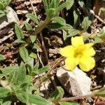 Helianthemum salicifolium Fula