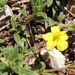 Helianthemum salicifolium Blüte