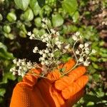 Parthenium integrifolium Çiçek