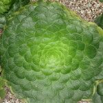 Aeonium tabulaeforme Leaf