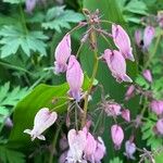 Dicentra formosa 花