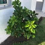 Solandra maxima Hoja