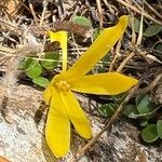 Sternbergia colchiciflora Blodyn