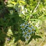 Doellingeria umbellataFlower