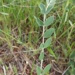 Astragalus spruneri Leaf