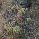 Aeonium valverdense 形態