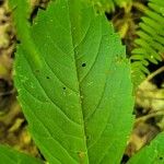 Panax quinquefolius Blad