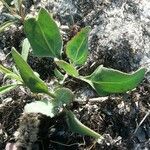 Atriplex glabriuscula Folla