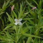 Epilobium coloratum Habit