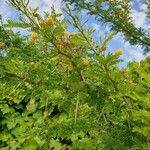 Vachellia macracantha Flower