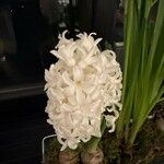 Hyacinthus orientalis Blomst