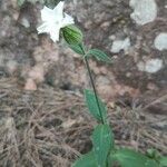 Silene latifoliaFlower