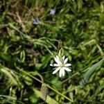 Stellaria graminea Blomst