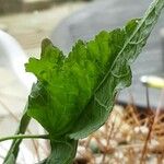 Abutilon spp. Leaf