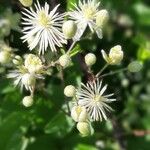 Clematis vitalbaBlomst