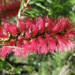 Callistemon viminalis Цветок