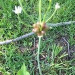 Allium canadense Fruit