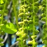 Juglans californica Flors