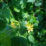 Ribes aureum Flor
