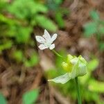 Allium canadense برگ