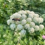 Libanotis pyrenaica 花