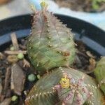 Euphorbia obesa Květ