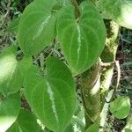 Dioscorea dodecaneura Yaprak