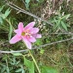 Passiflora tripartita Flor