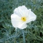 Argemone pleiacantha Flower