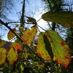 Rubus macrophyllus Blad