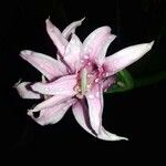 Crinum × powellii Flower