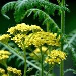 Achillea tomentosa Sonstige