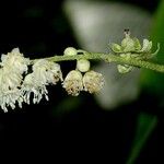 Croton billbergianus