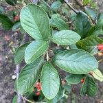 Cotoneaster glaucophyllus 叶