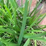 Allium tuberosum Lapas