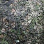 Cheiloclinium cognatum Coajă