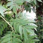 Melianthus comosus Blad