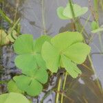 Marsilea minuta Leaf