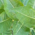 Inula helenium Blad