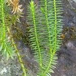 Lycopodium annotinumLeaf