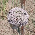 Allium porrum Floare