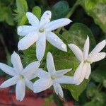 Jasminum multiflorum Blodyn