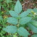 Rubus rosifolius Leaf