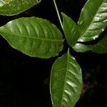 Peltostigma guatemalense Φύλλο