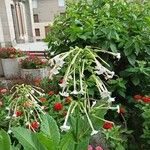 Nicotiana sylvestris Blomma