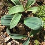 Allium karataviense Leaf