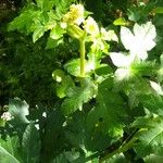 Heracleum lanatum Характер