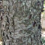 Araucaria laubenfelsii Bark