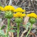 Inula spiraeifolia Flower